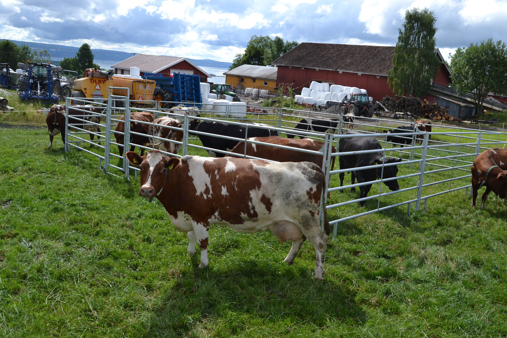 Lettgrinder til storfe.