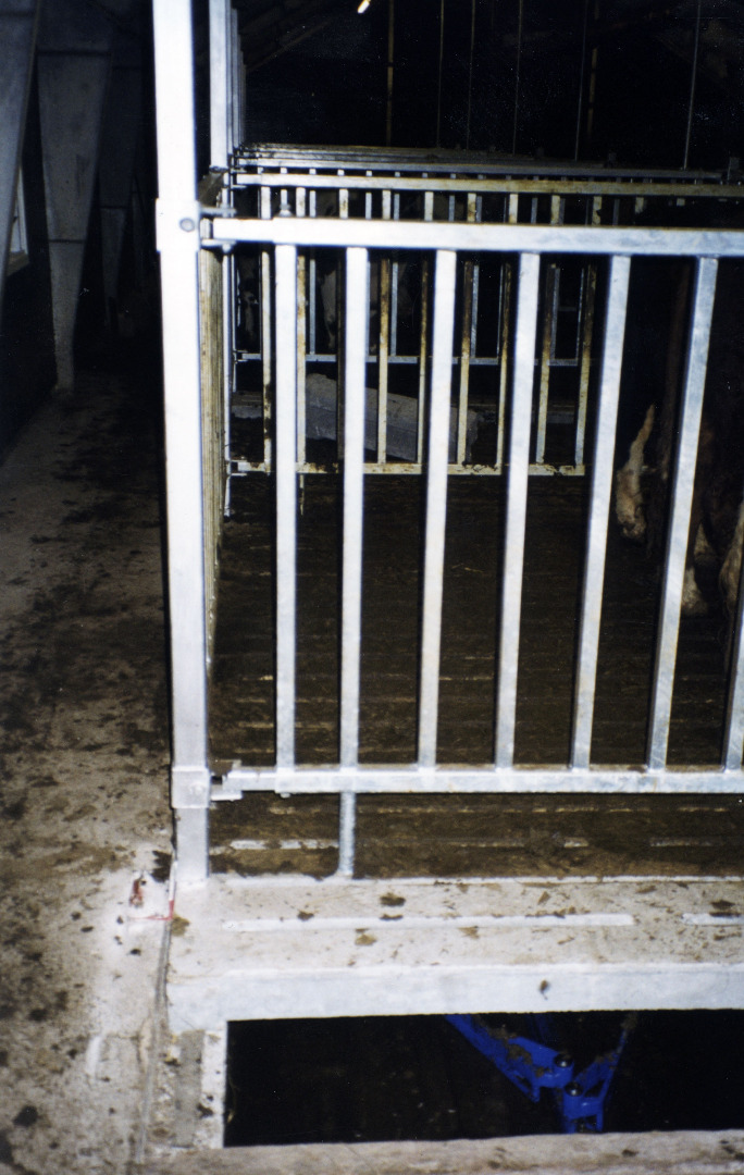 Gang bak binge til storfe.