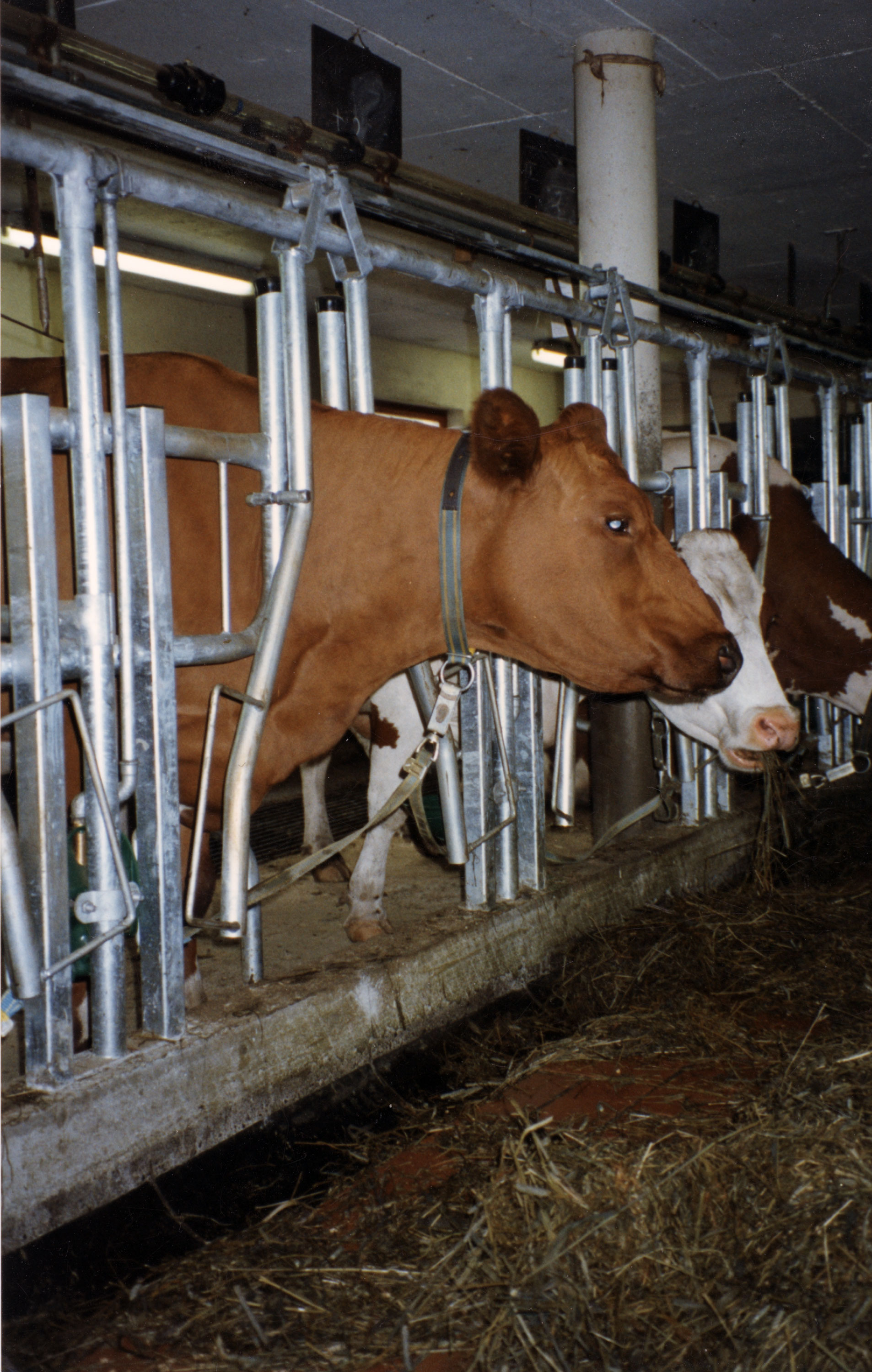 Elite kraft kortbås med stengsel.