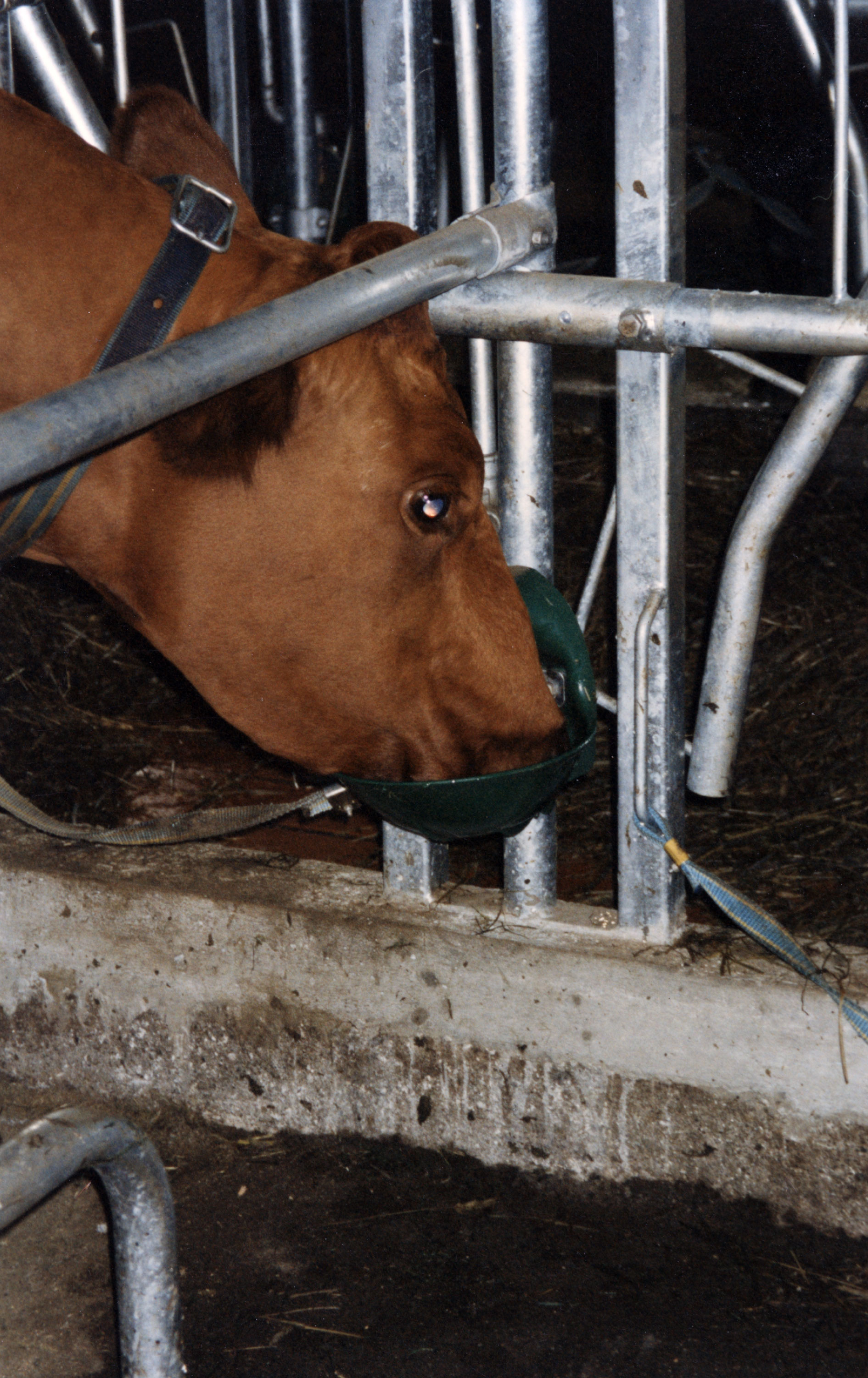 10P drikkekar montert på Elite kraft kombibås med stengsel.