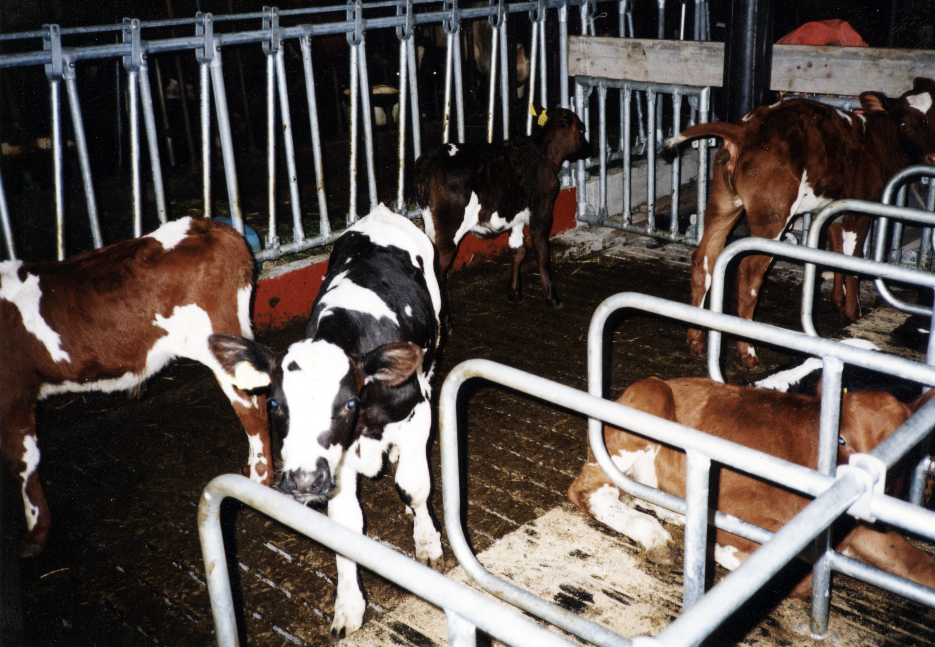 Kalveavdeling med gummimatter i liggebåser og System spilefront for kalv.