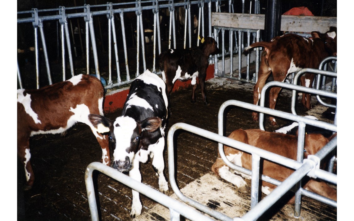 Kalveavdeling med gummimatter i liggebåser og System spilefront for kalv.