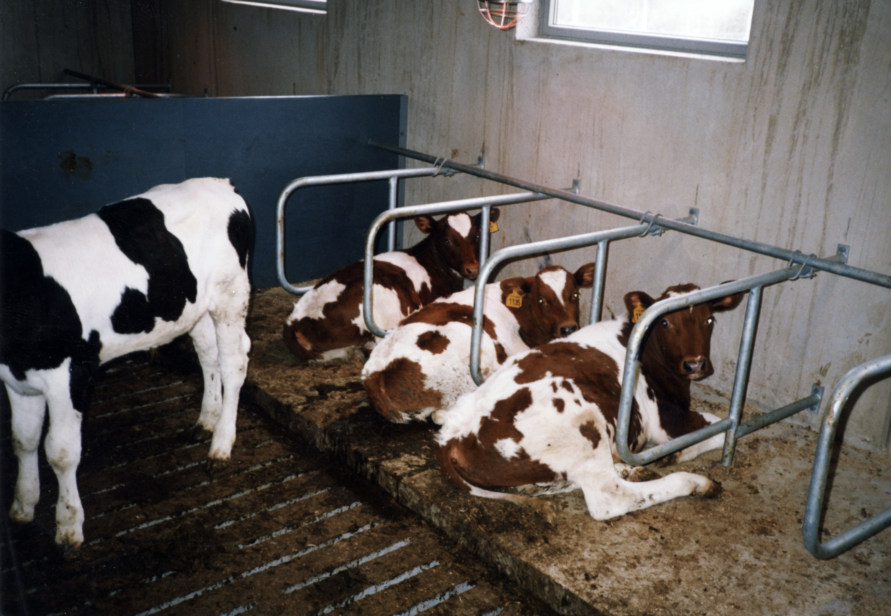 System liggebåsskiller for kalv.