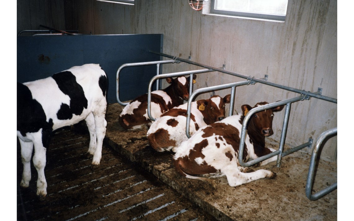 System liggebåsskiller for kalv.