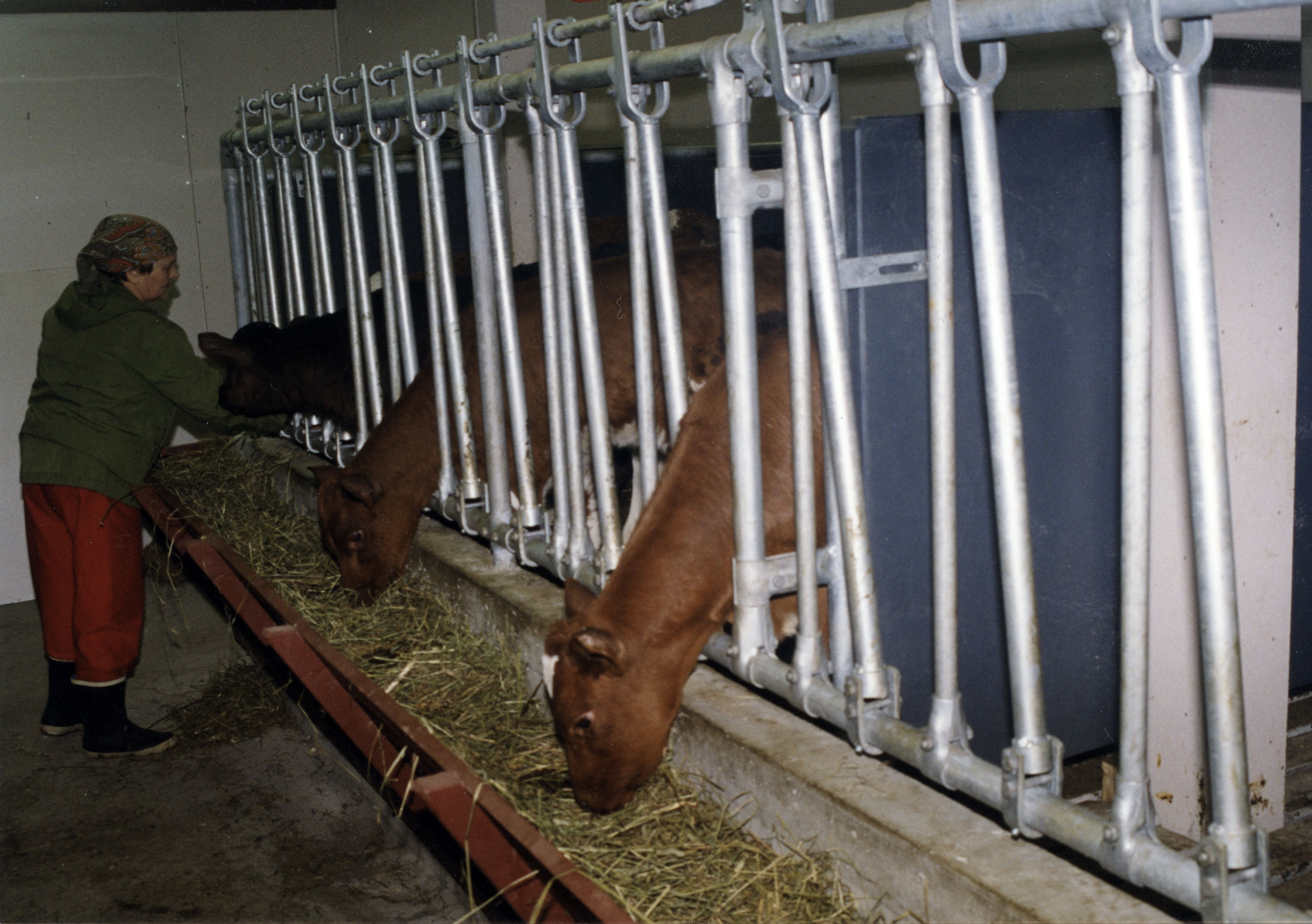 System spilefront for kalv.