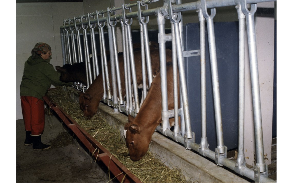 System spilefront for kalv.