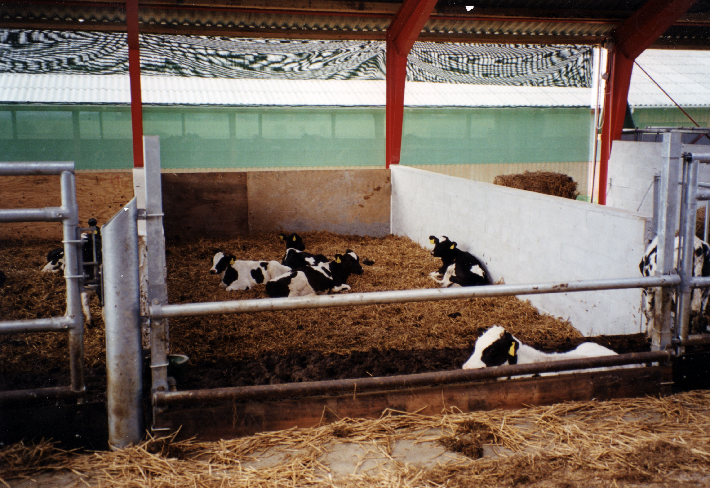 Enkel talleløsning for kalv med justerbare frontrør.