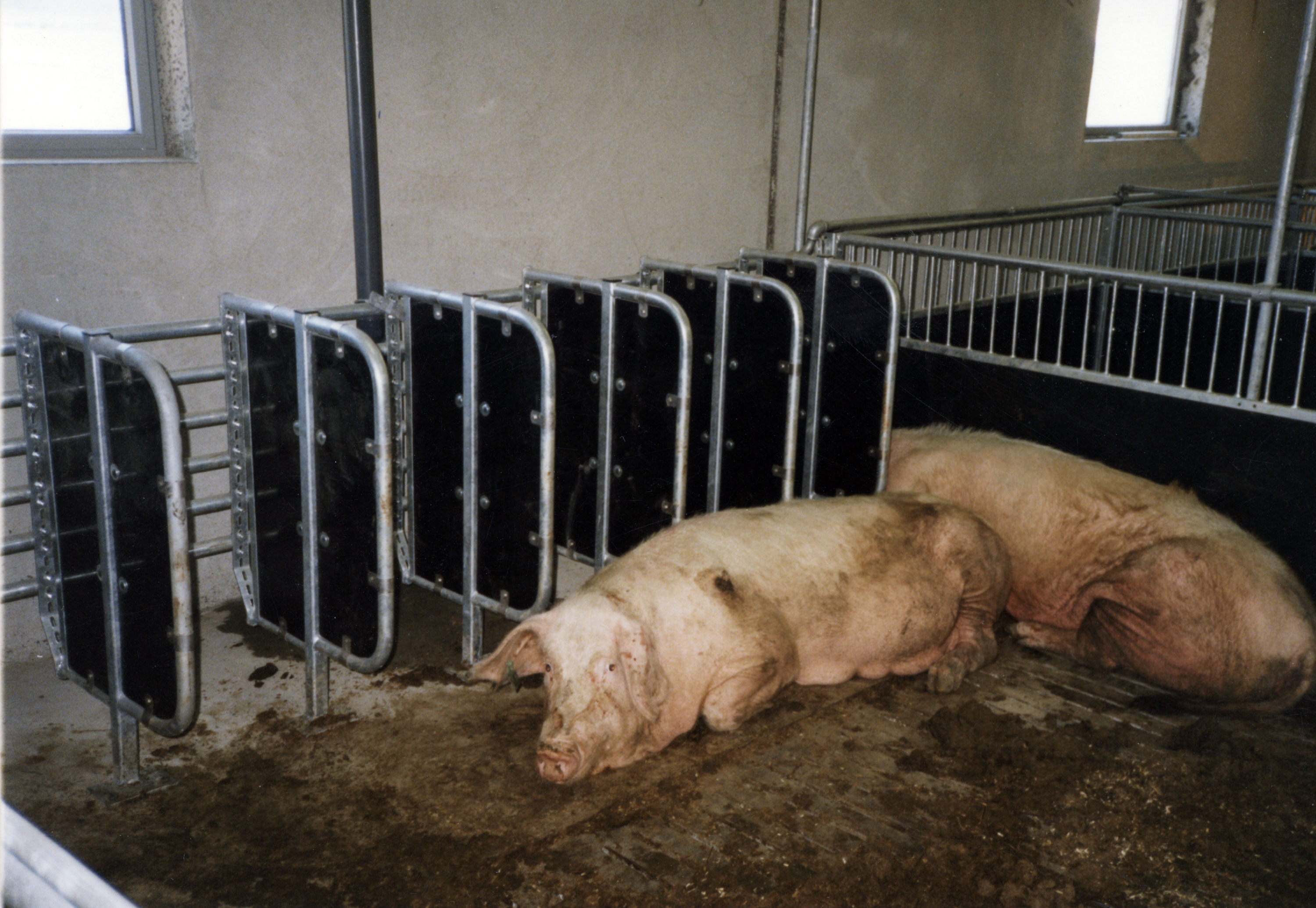 Eteskiller til purker.