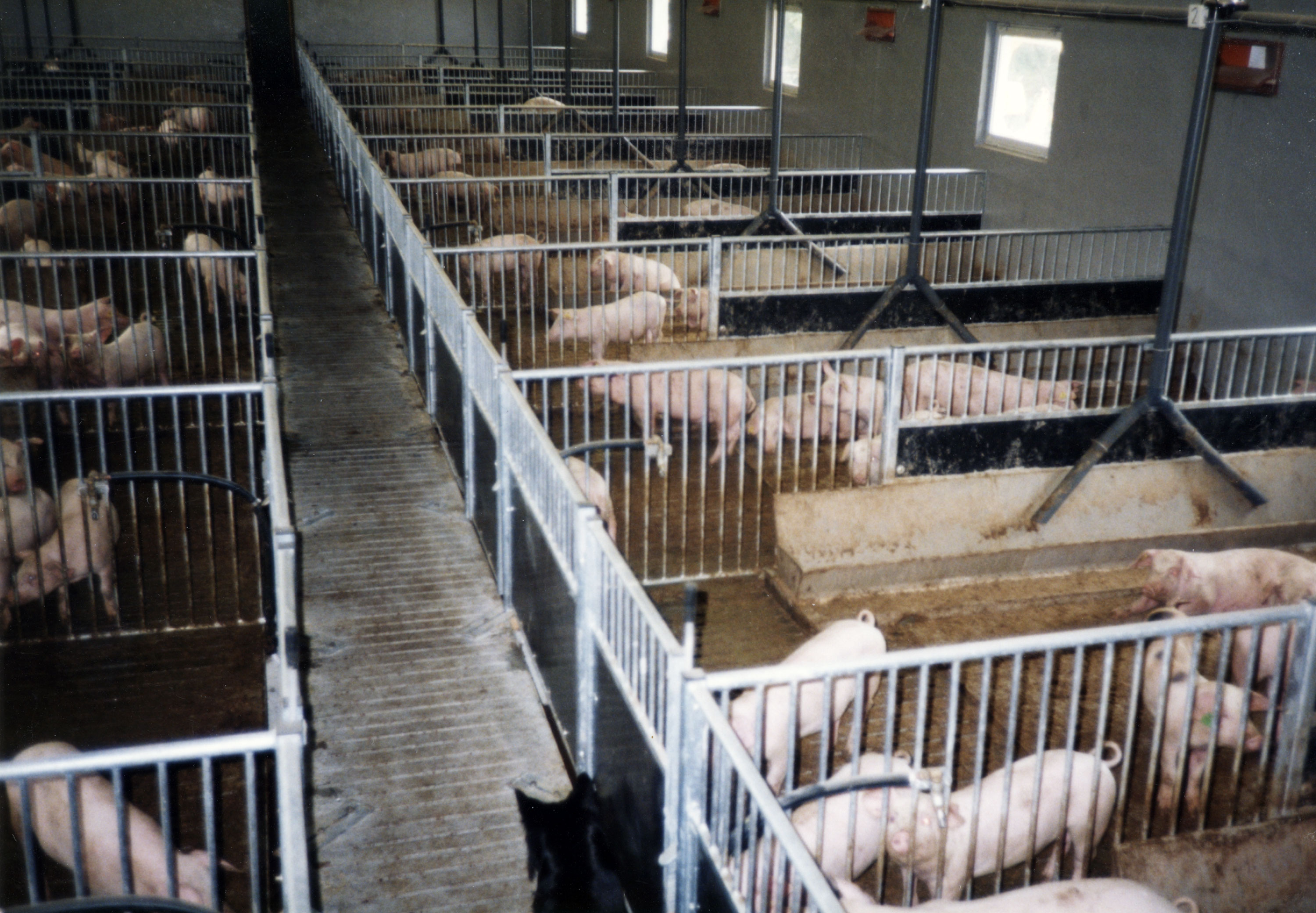 Fremtiden slaktegrisbinger med våtfôring.