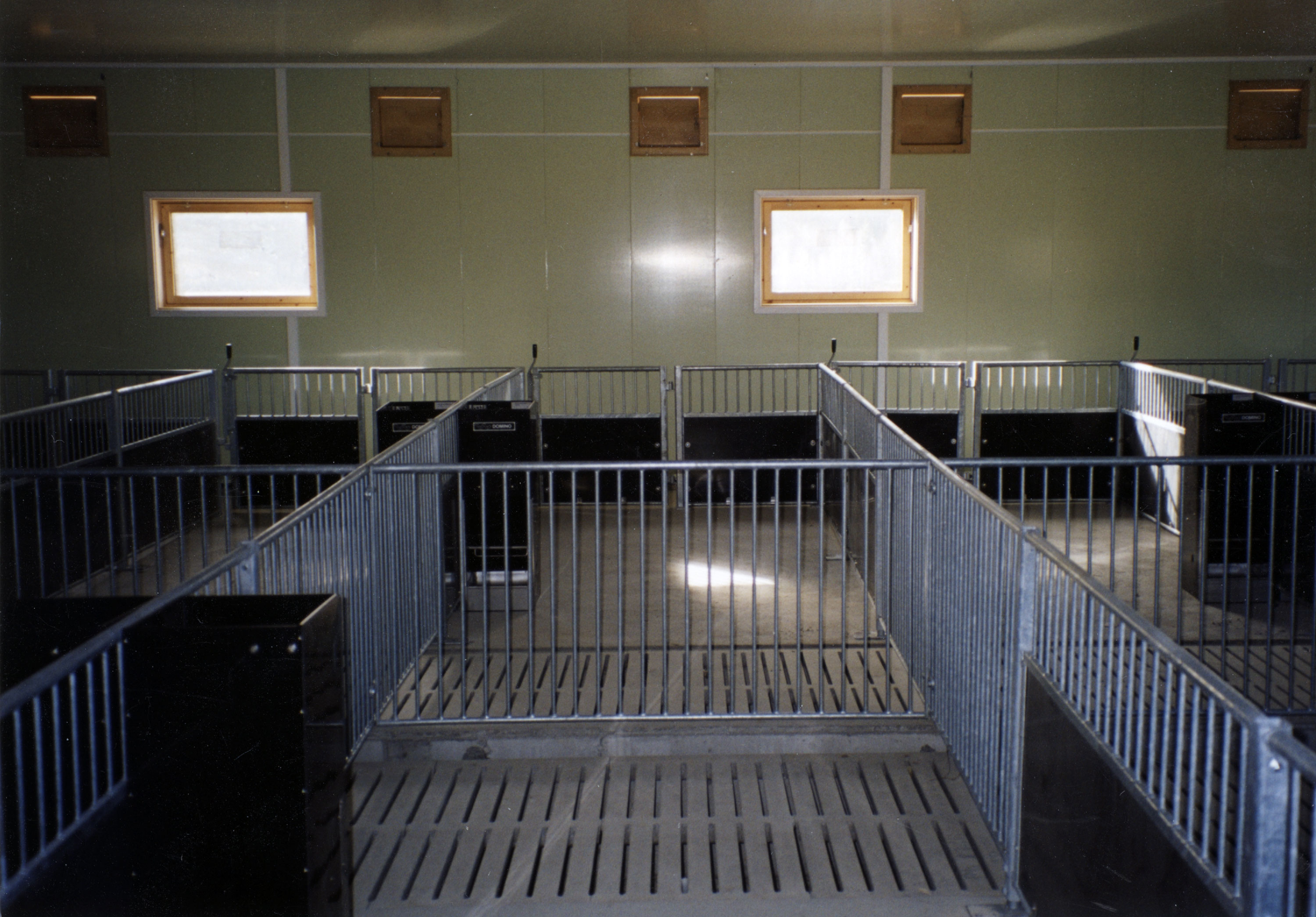 Mye sosial kontakt med spiler rundt gjødselarealet i Fremtiden slaktegrisbinger..