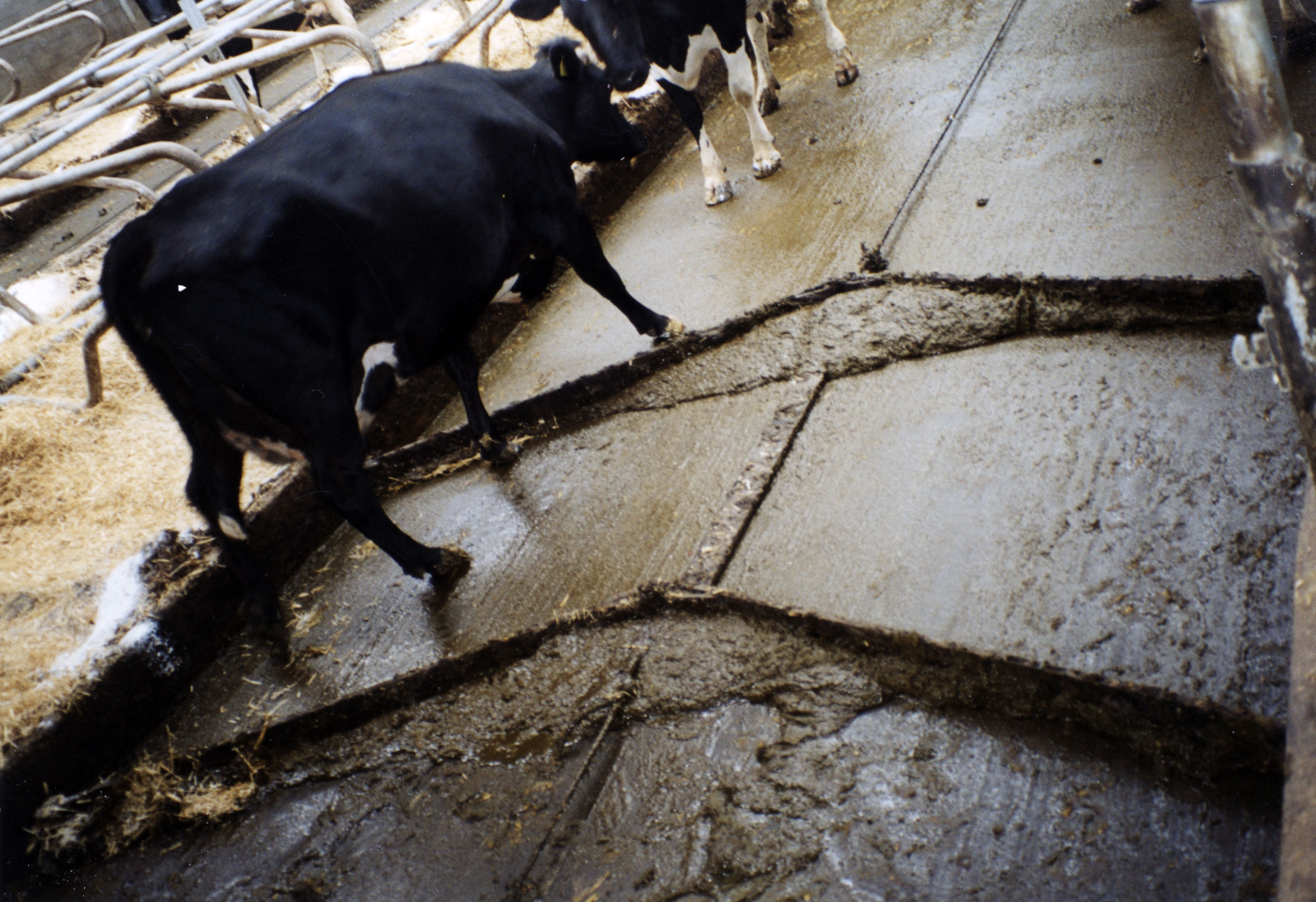 Delta skraper for storfe.