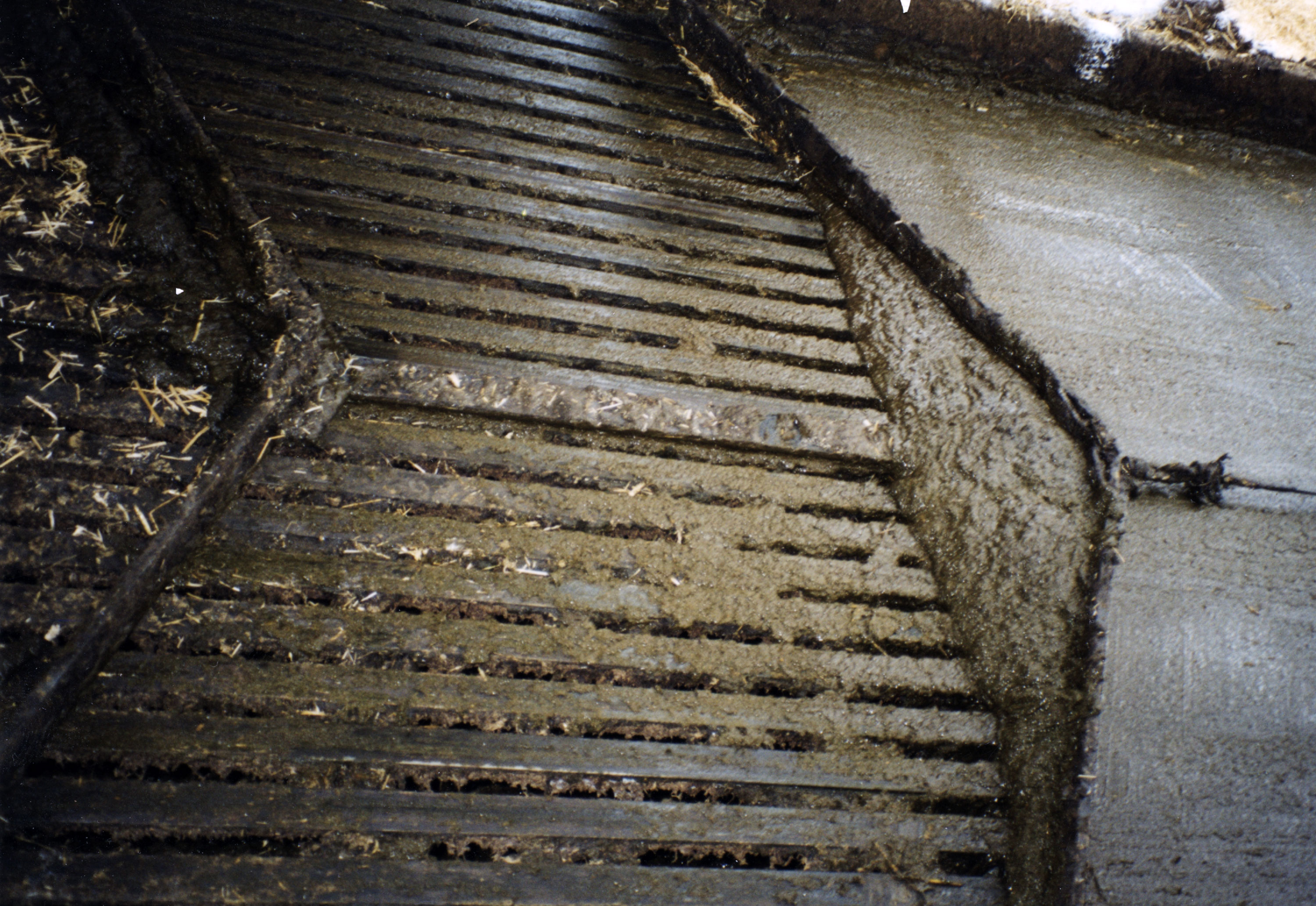 Møkka renner nede i tverrennen.