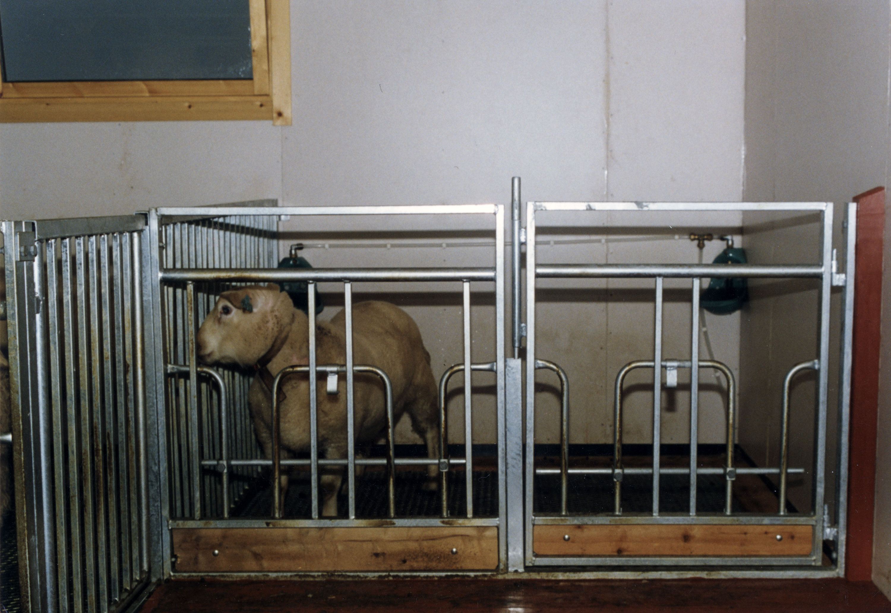 Lammerør på sauefront med oppdelte eteplasser.