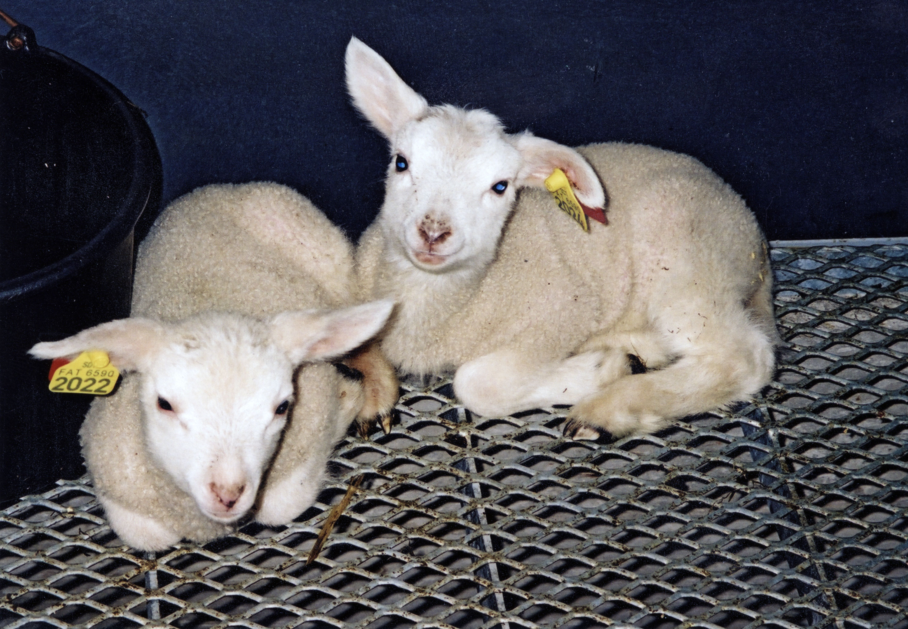 Strekkmetall til sau.