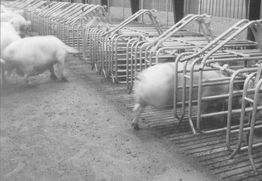 Dalsland fôringsbåser for gjeldpurker