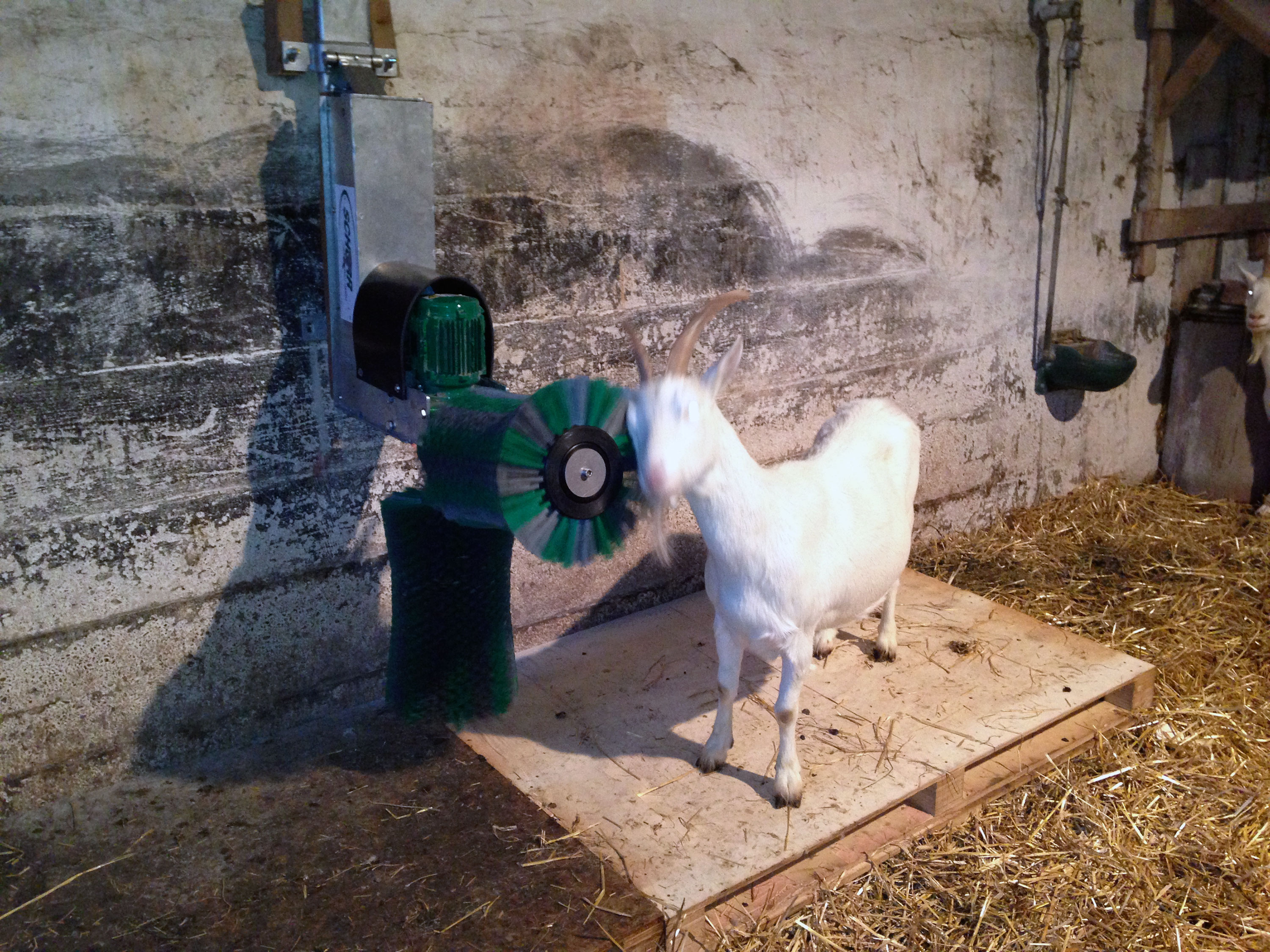 Schurr børste for geit