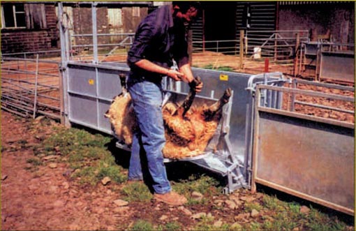 Snu sauen boks for behandling av sau.