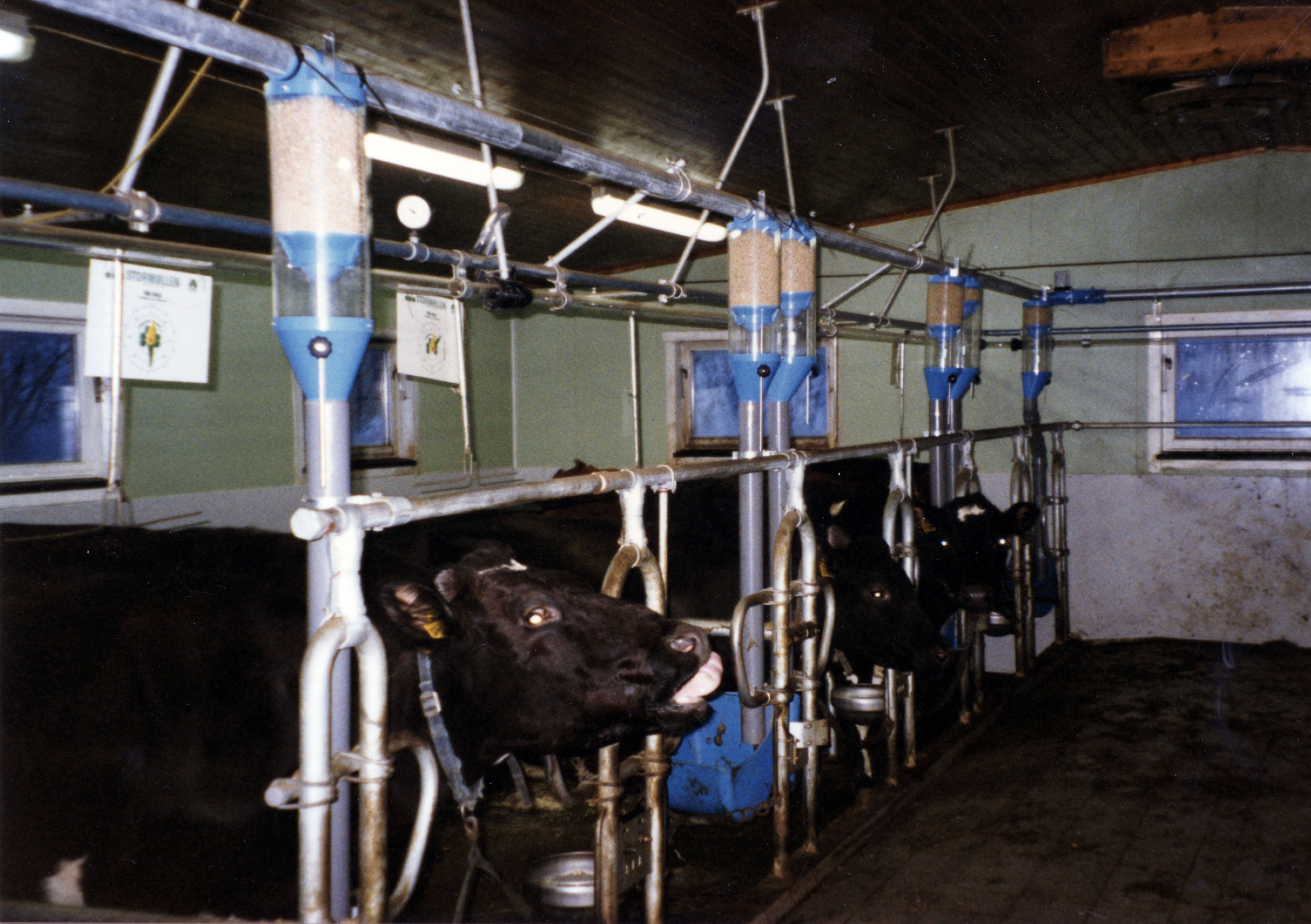 Falcon tørrfôringsanlegg montert i båsfjøs for storfe.