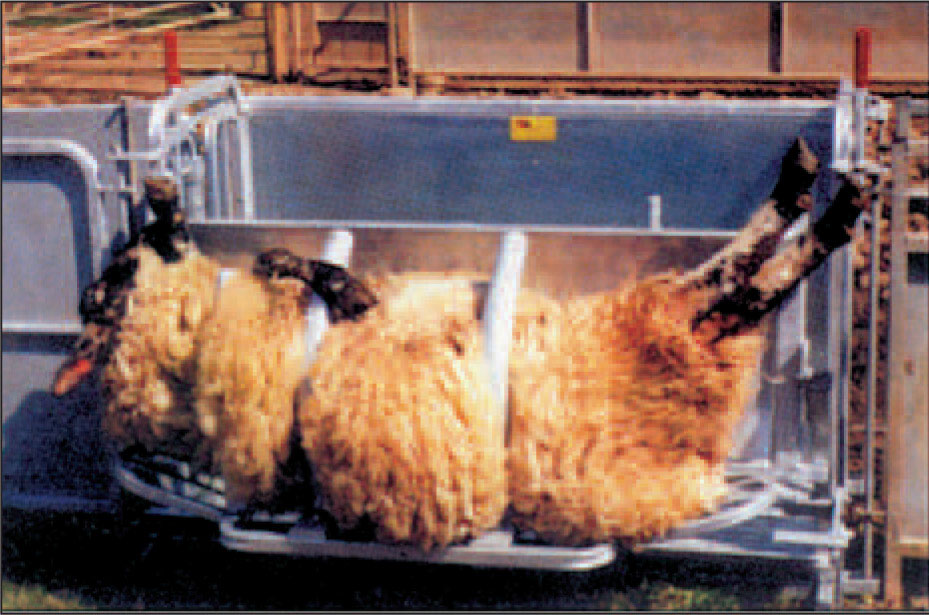 Ironwork Snu sauen - sauen ligger komfertablet i en spesiel utformet ramme og svinges rundt enkelt og effektivt.