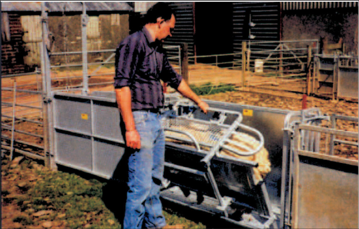 Snu sauen - Når sauen har gått inn festes den forsiktig og med fotpedal løses snuoperasjonen. Dreiningspunket er plassert slik at snuoperasjonen er lett.