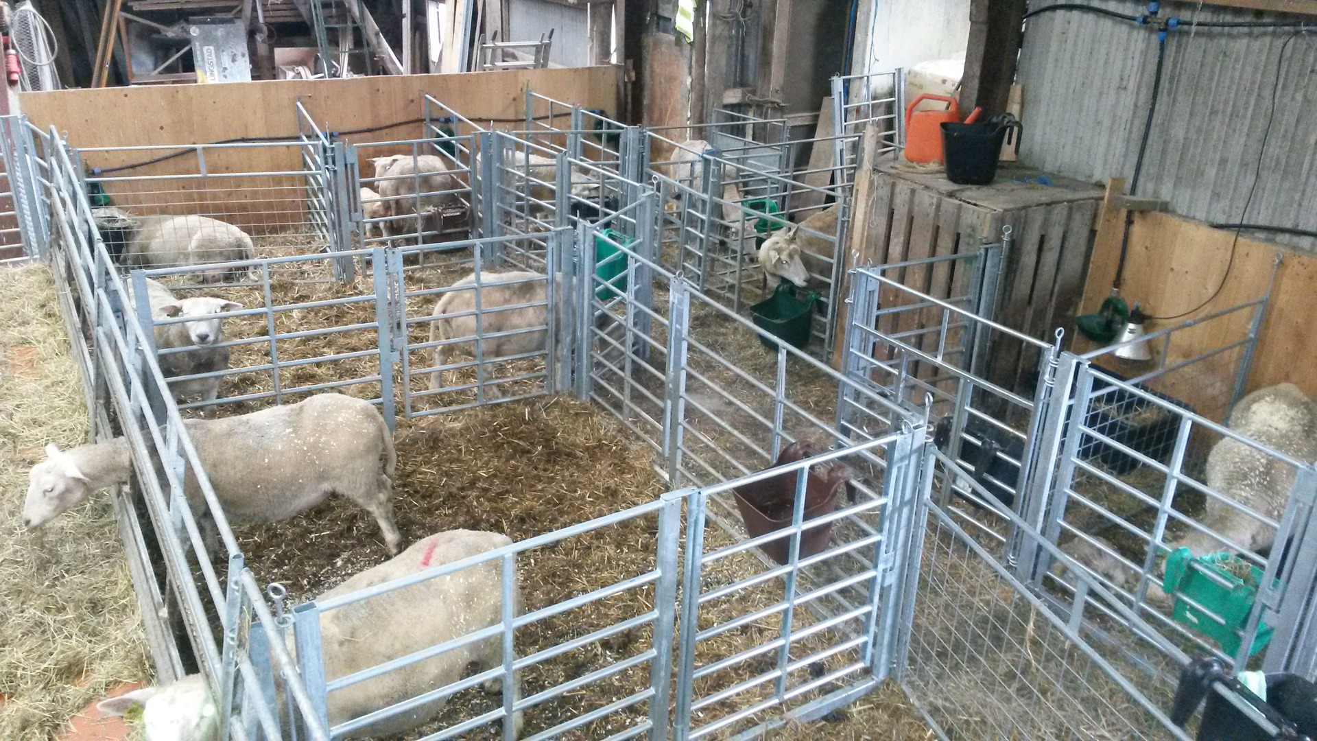 Gullsøya grinder for sau med mange kombinasjonsmuligheter.