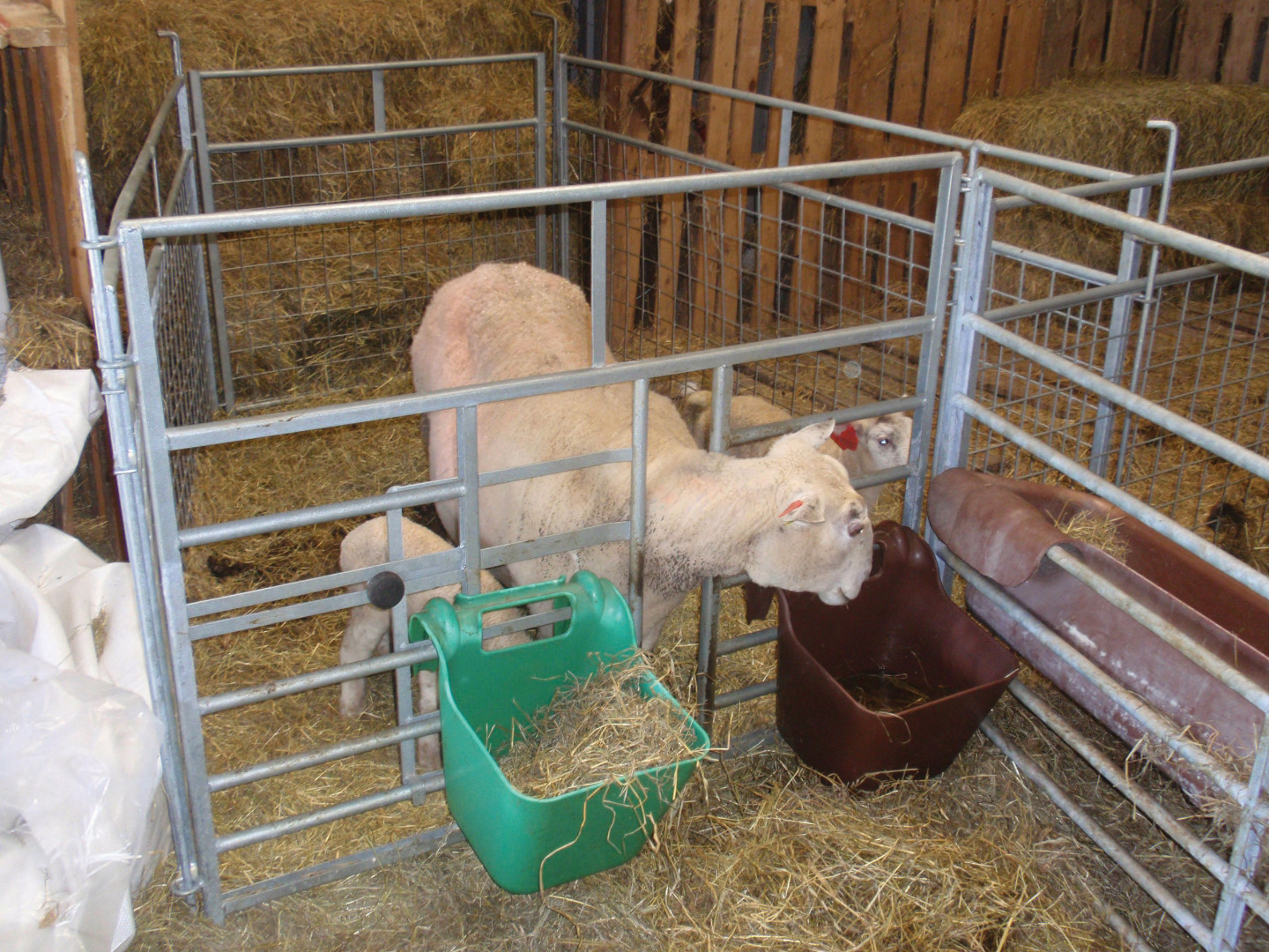 Adopsjonsgrind for sau kombinert med lettgrinder til en praktisk binge.