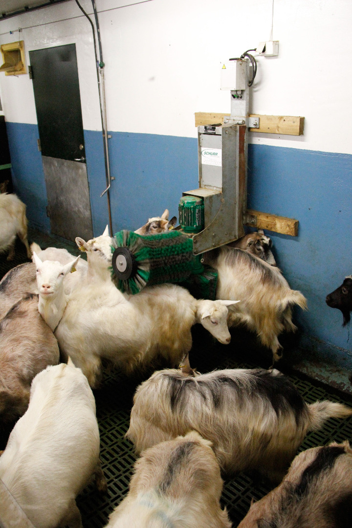 Schurr børste for geit er en populær innstallasjon.