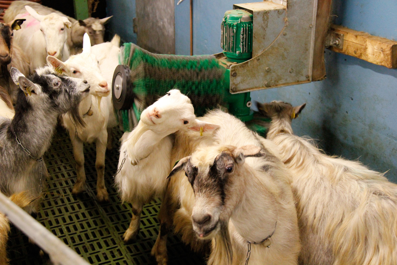 Schurr børste for geit med kontinuerlig kø.