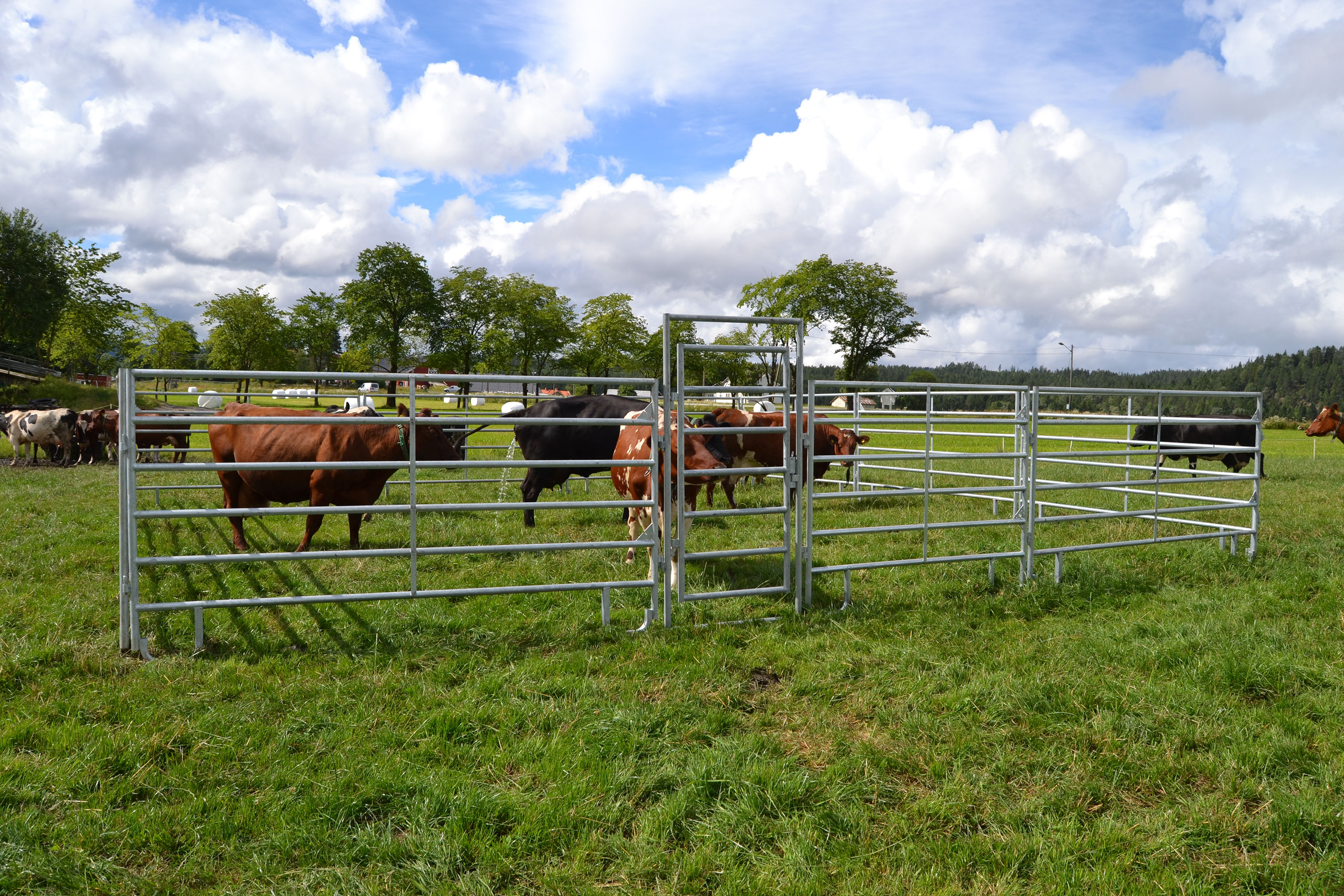 Lettgrinder for storfe