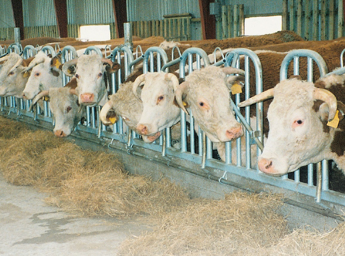 Fanggitter for hornkveg