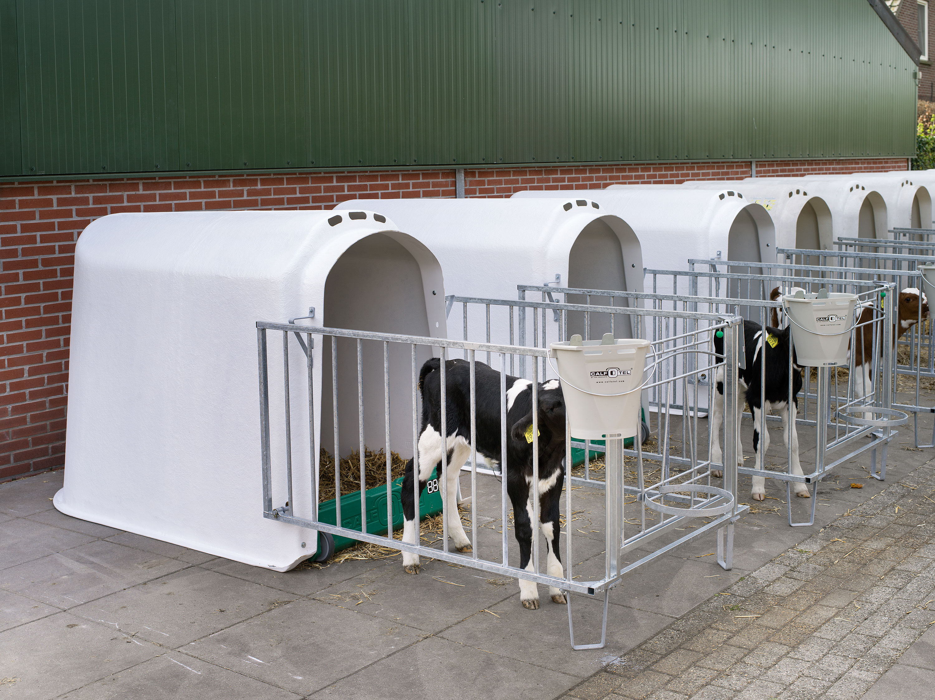 Kalvehytte for en kalv med luftegård