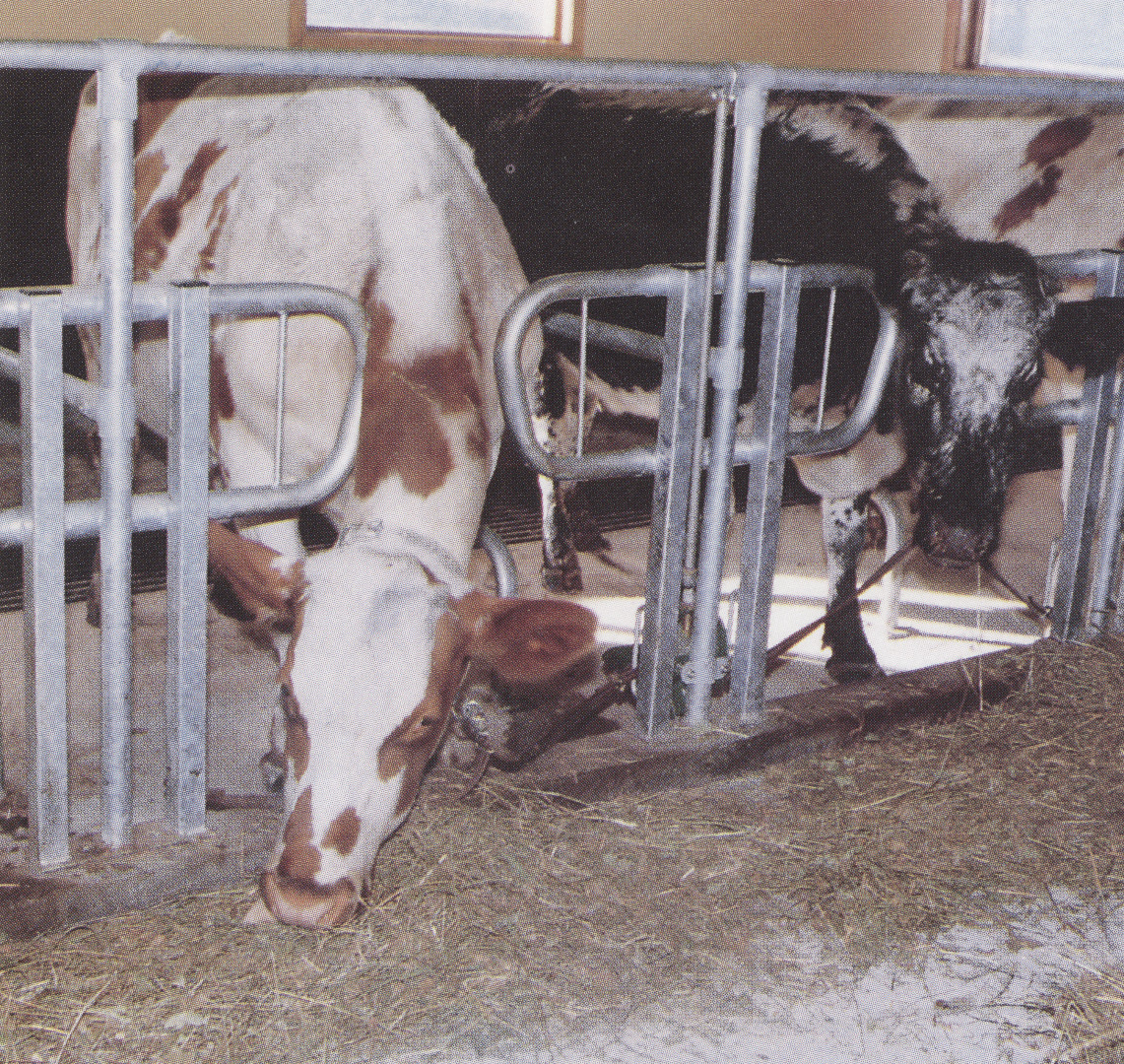 Elite kraft kortbås