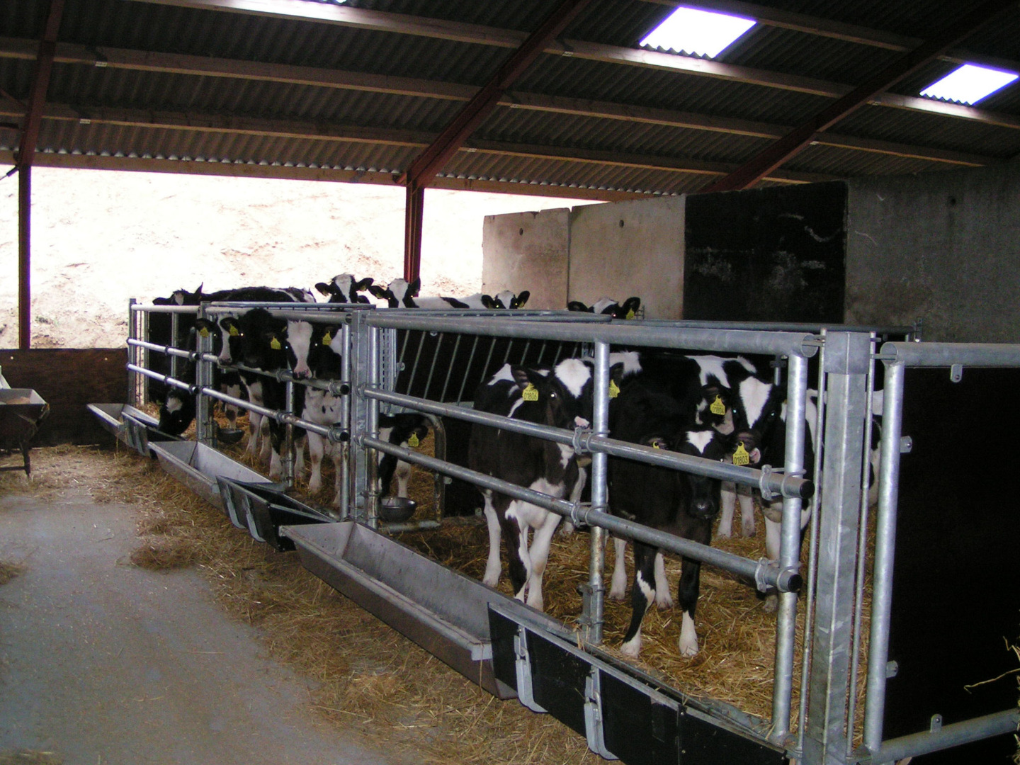 Kombifront for kalv med krybber