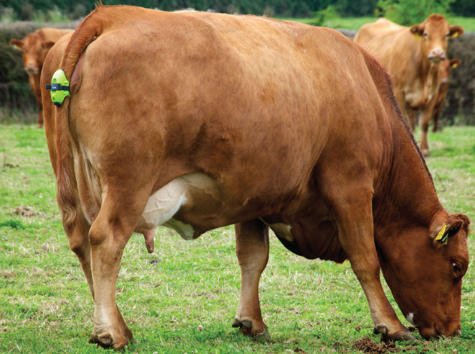 Moocall kalvingsvarsler monter på halen til kua.