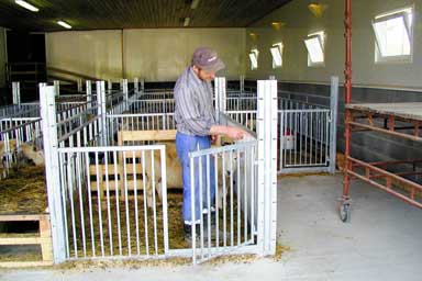 Tallefjøs for sau med oppbygget fôrbrett