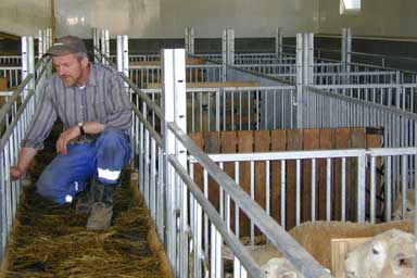 Inspeksjonsrunde på fôrbrettet i tallefjøs for sau