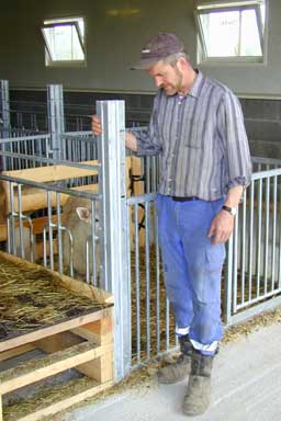 Fôrbrettet i tallefjøs for sau