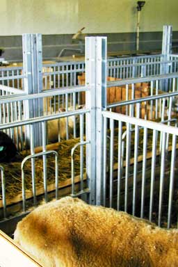 Sauene har god tilgang til fôret.