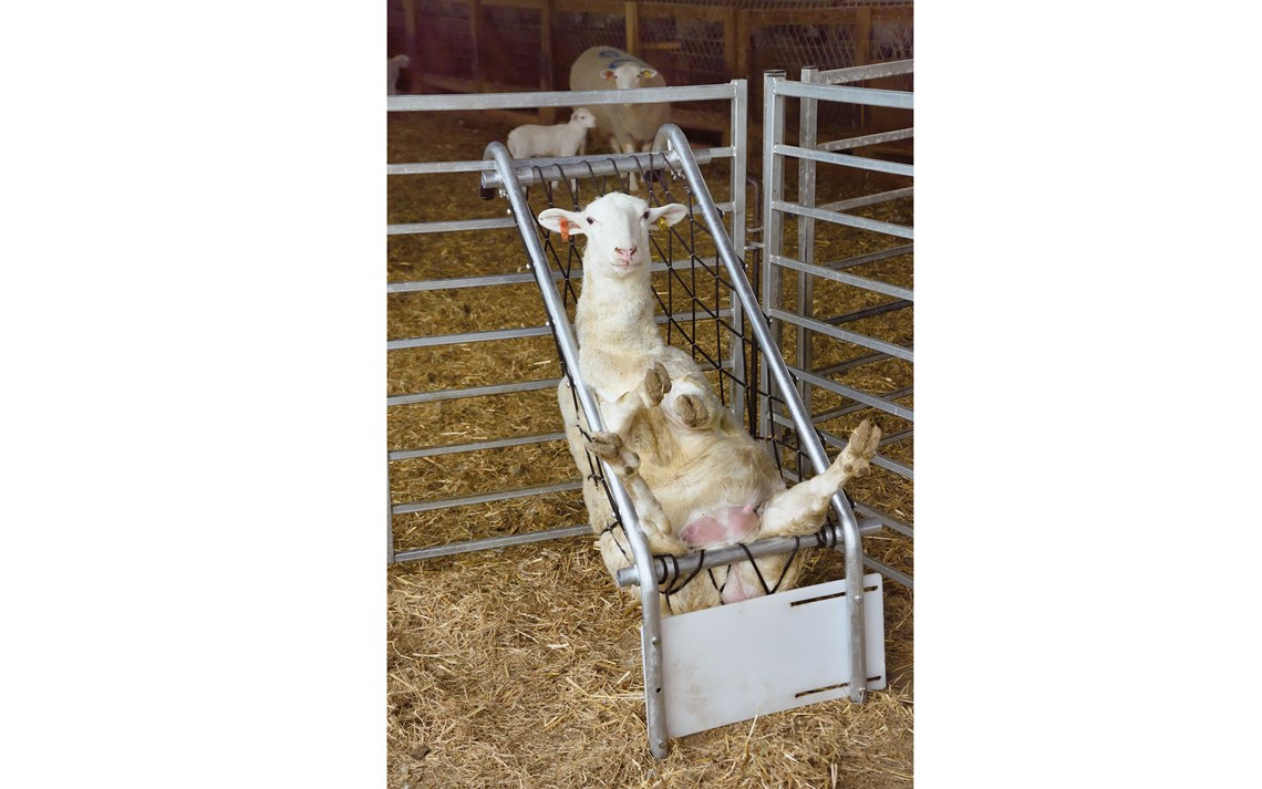 Sau sittende i behandlingsstolen.