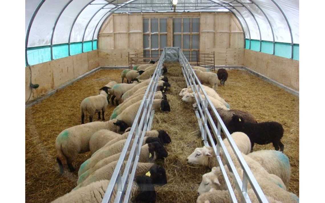 Venos rullende fôrbrett for sau.