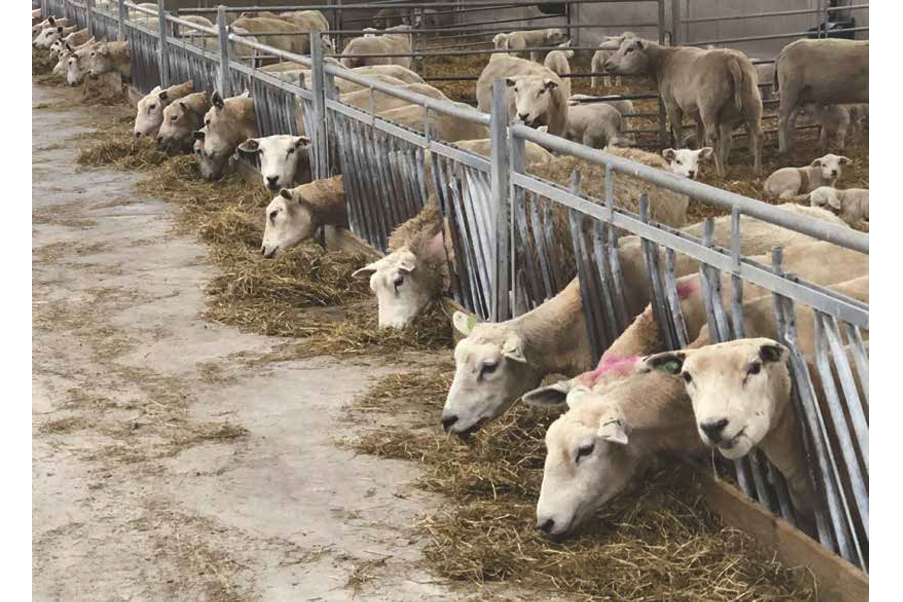 Venos selvlukkende etefront