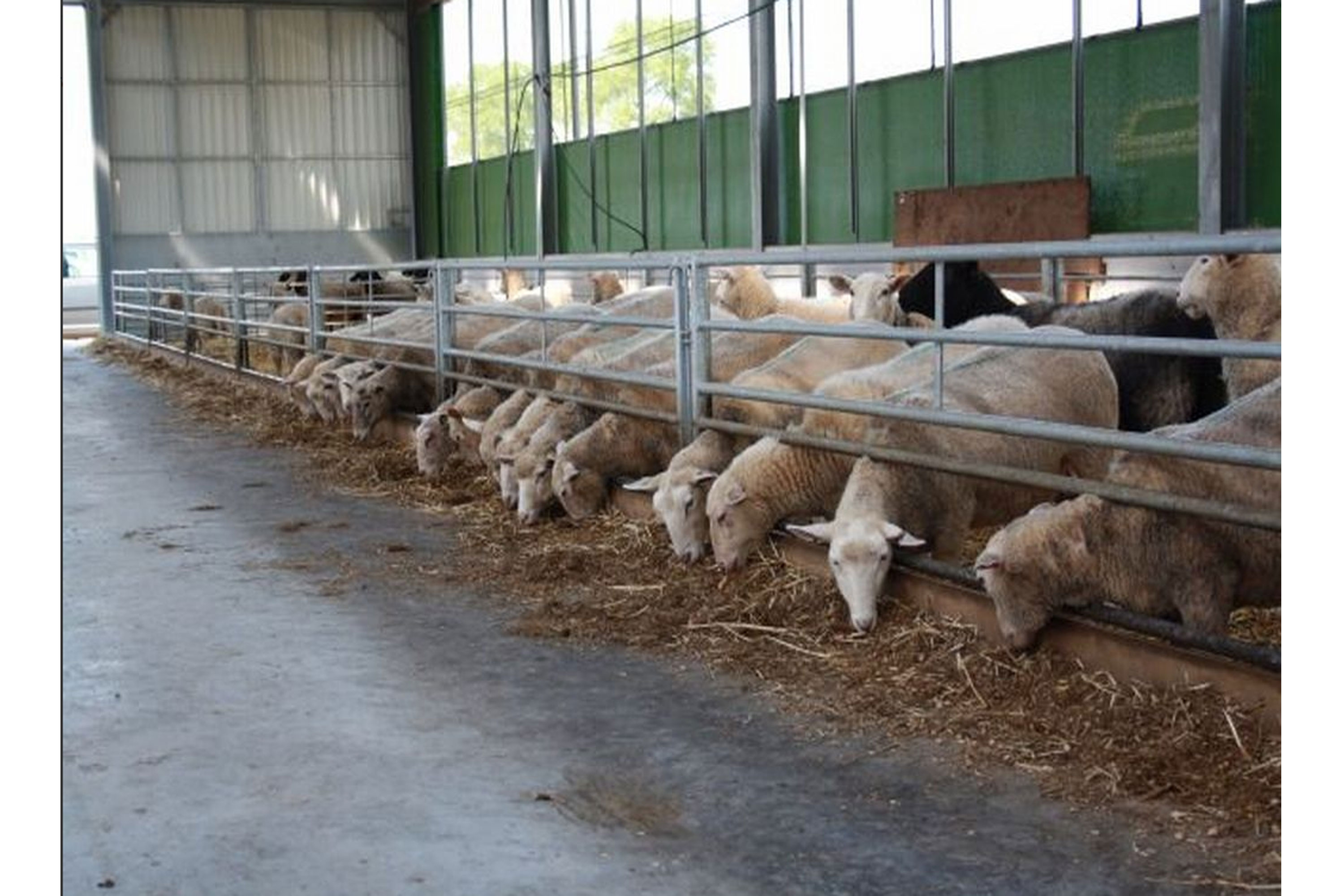 Venos langsgående etefront