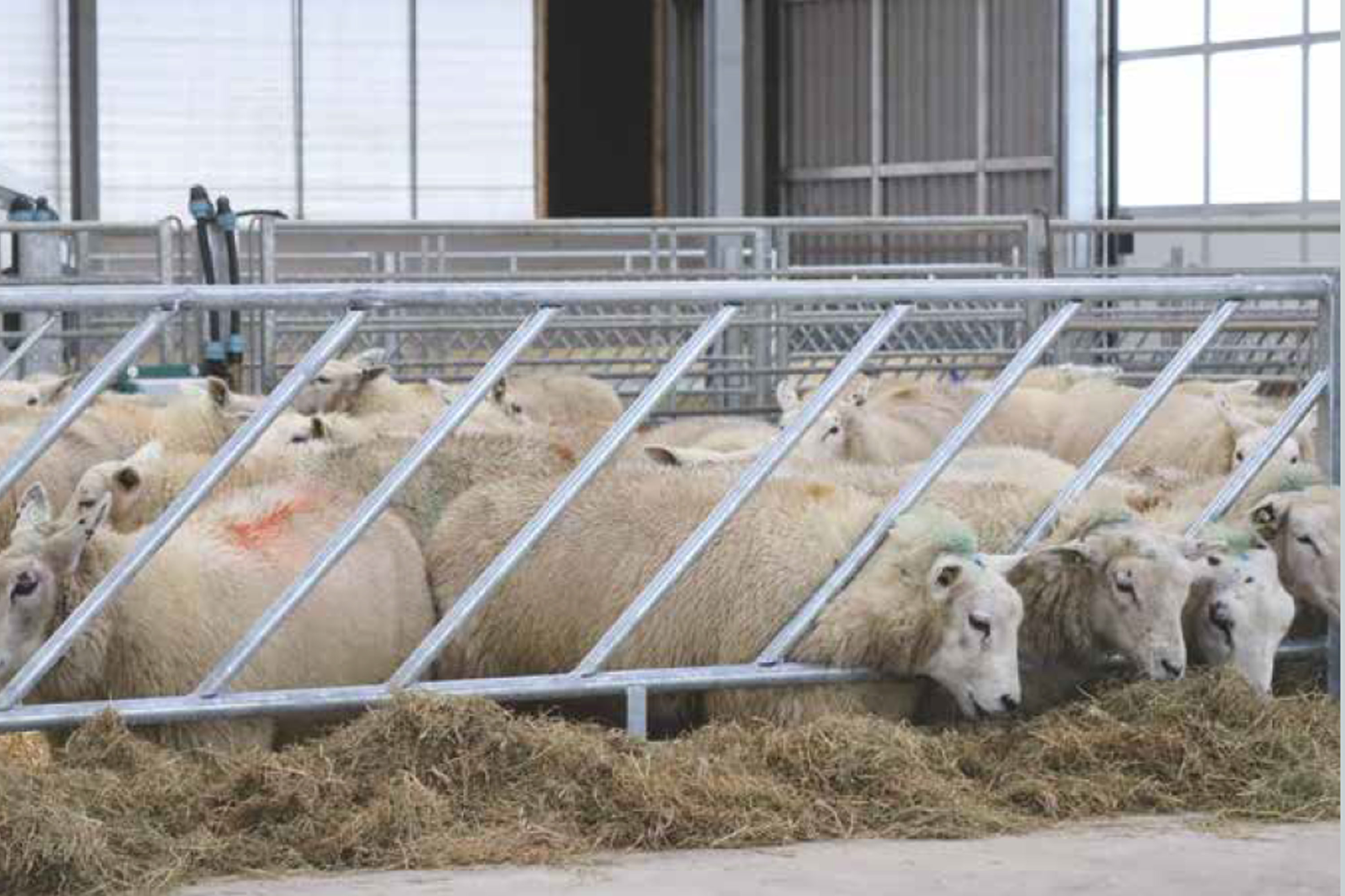 Venos skråfront for sau.