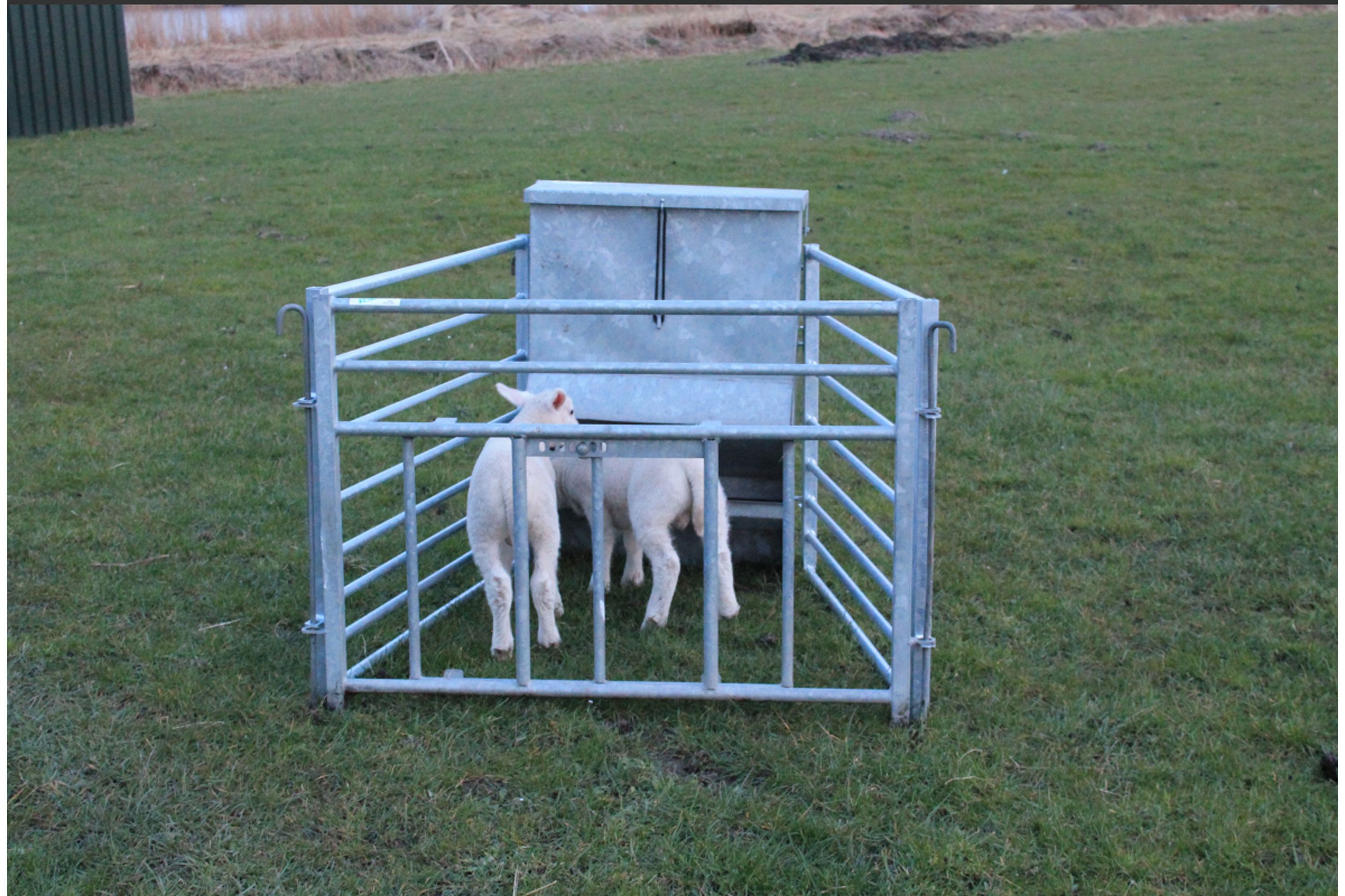 Veno kraftfôrautomat for lam.