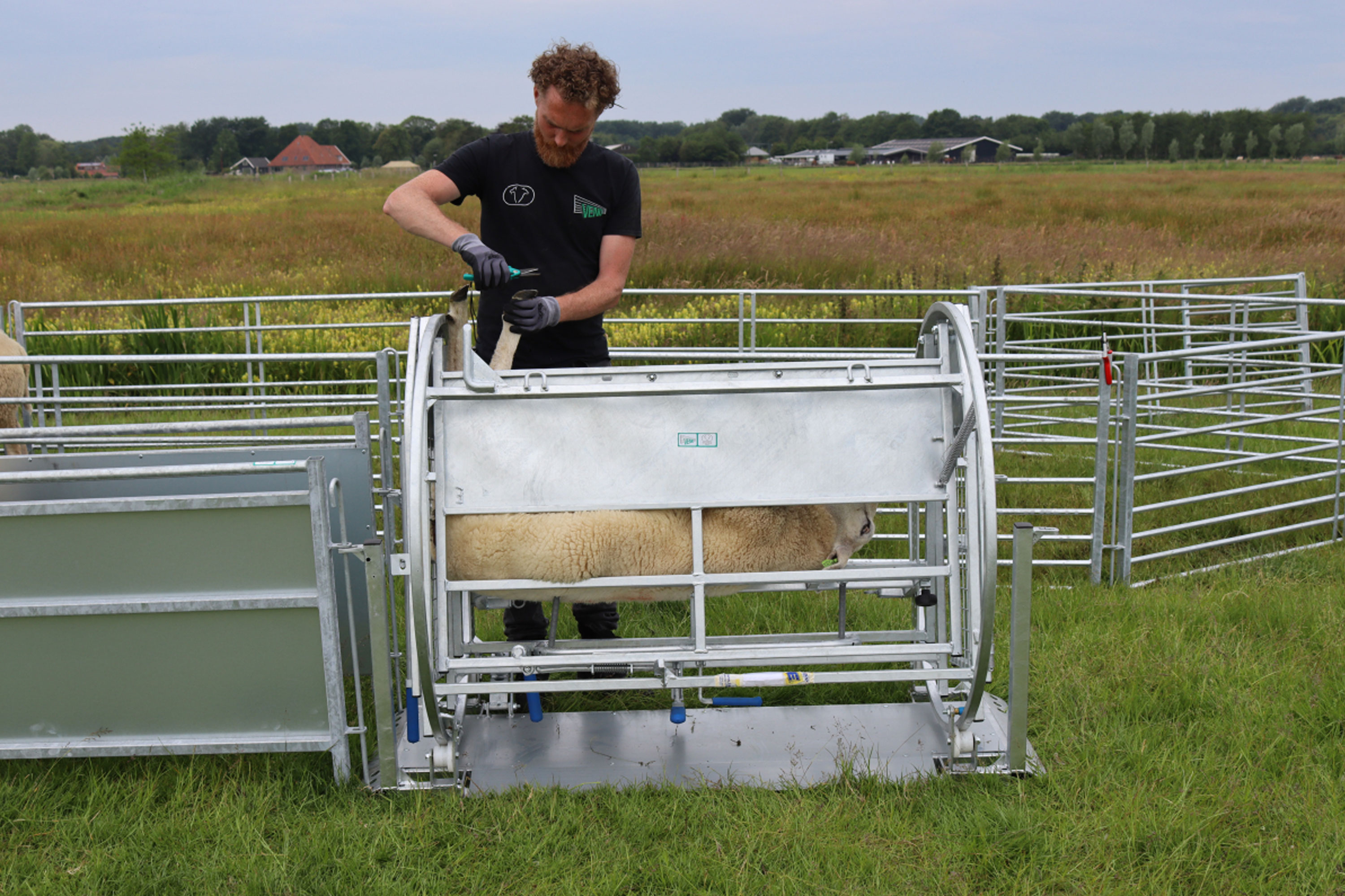 Venos vendekasse for sau.