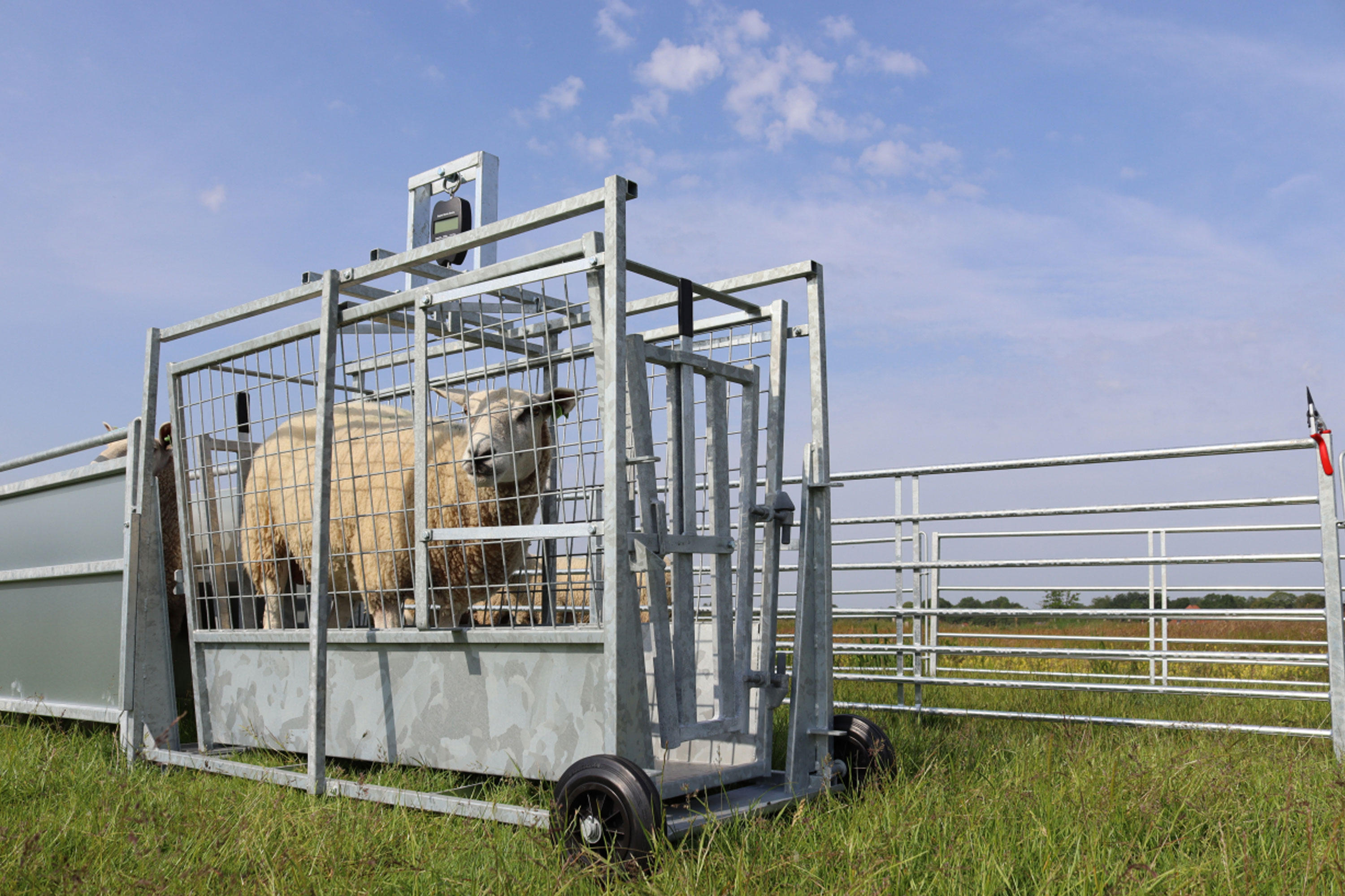 Venos vekter for sau og lam.